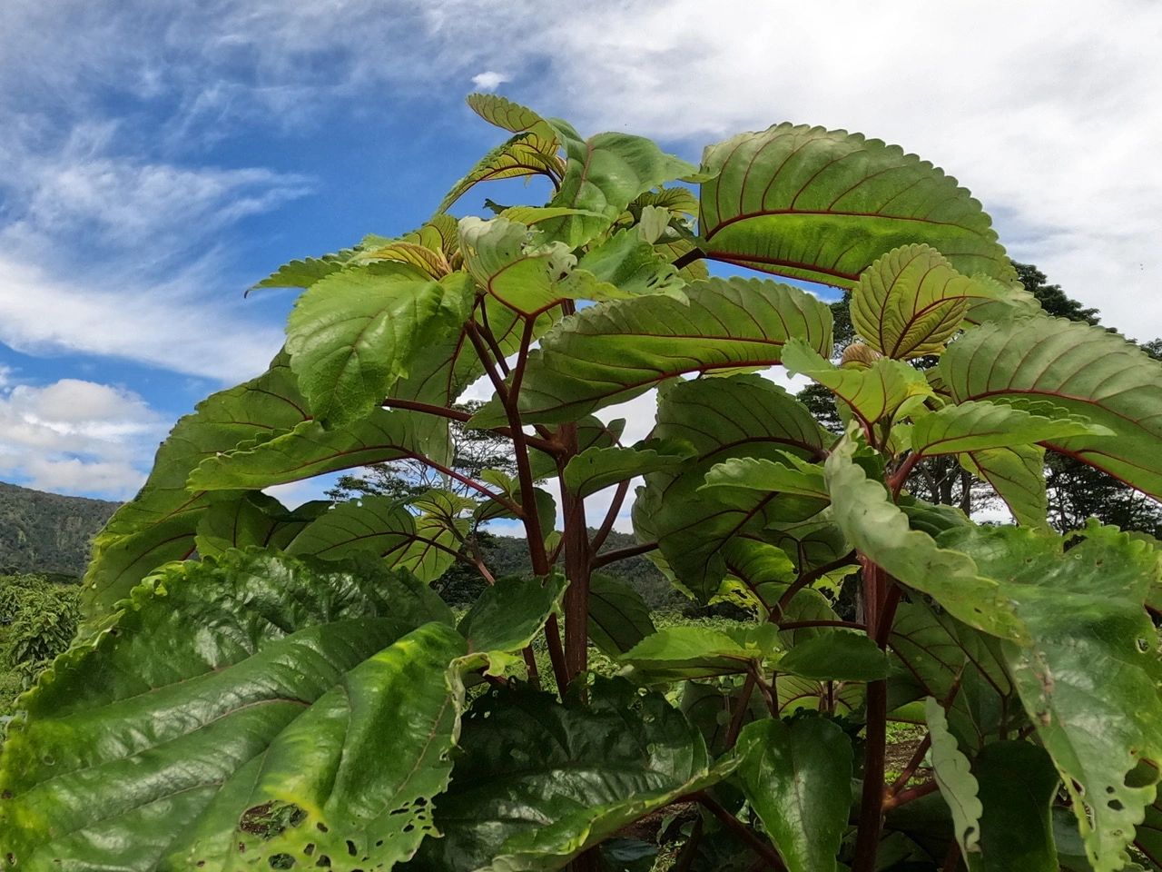Hawaiian Mamaki Sipping an Ancient Tea for Improved Health Today